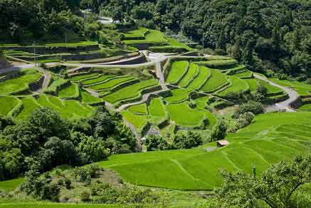 つづら棚田