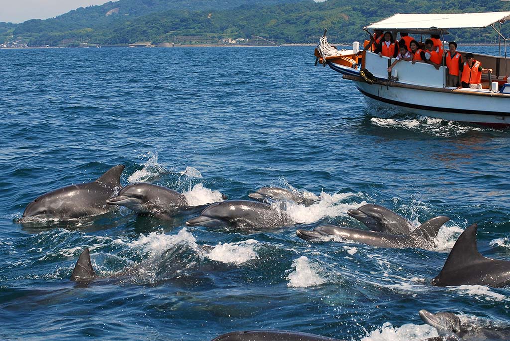 天草市　イルカウォッチング