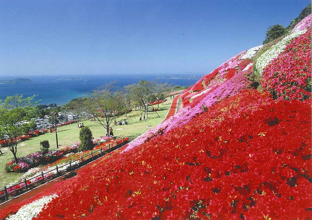 不老山のつつじ