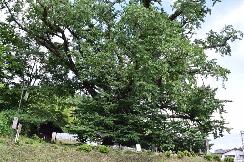 下城の大イチョウ