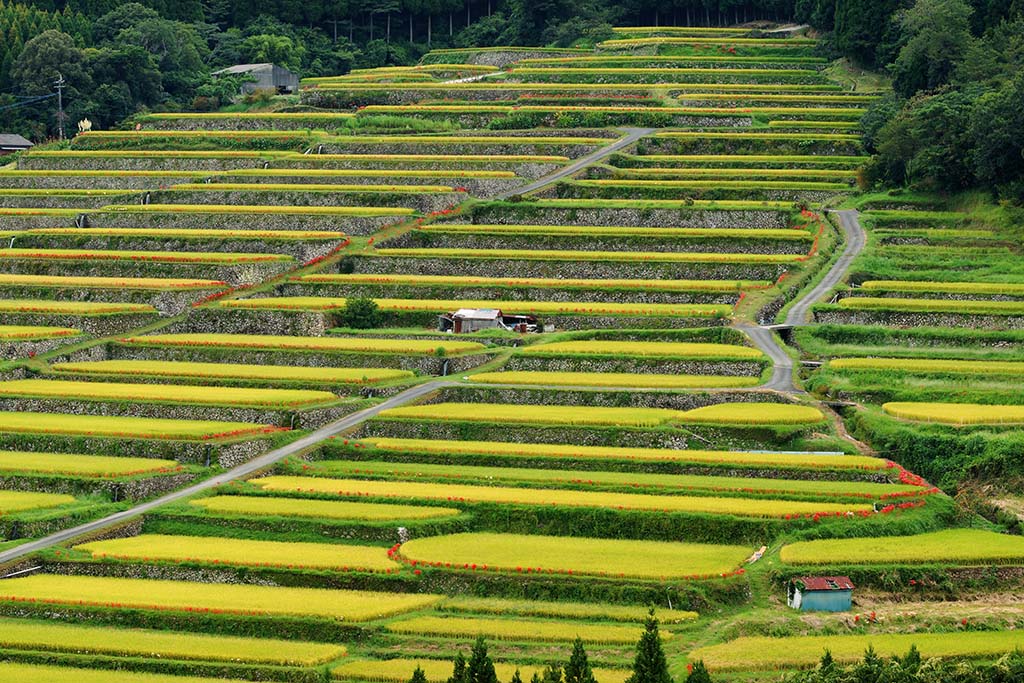 坂元棚田