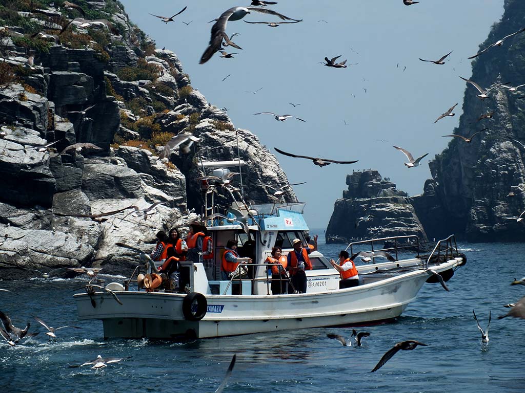 うみねこ鑑賞と高島一周遊覧