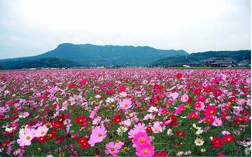 三光コスモス園