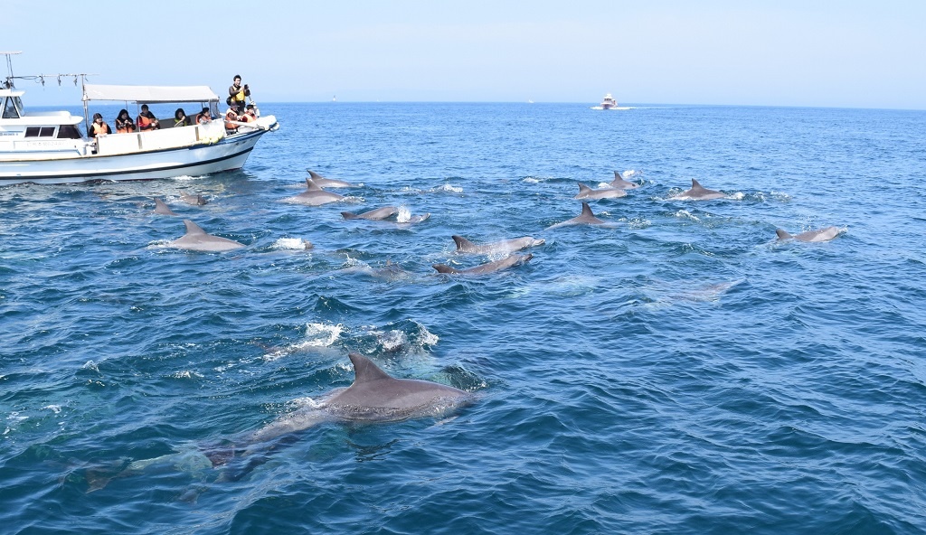 イルカウォッチング