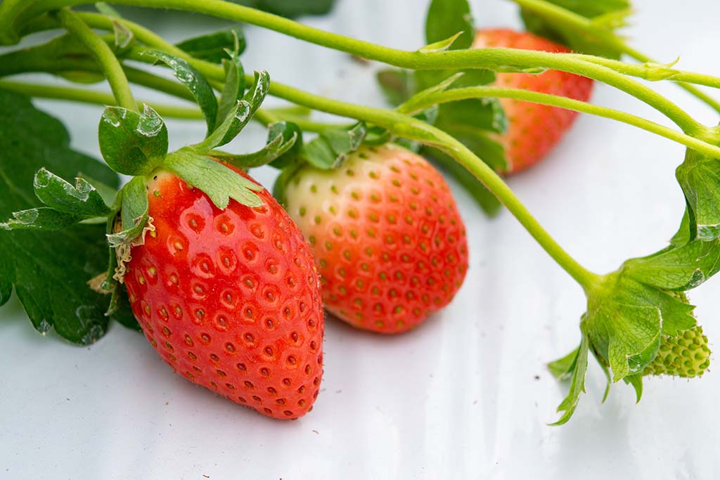 イチゴ　加世田観光農園