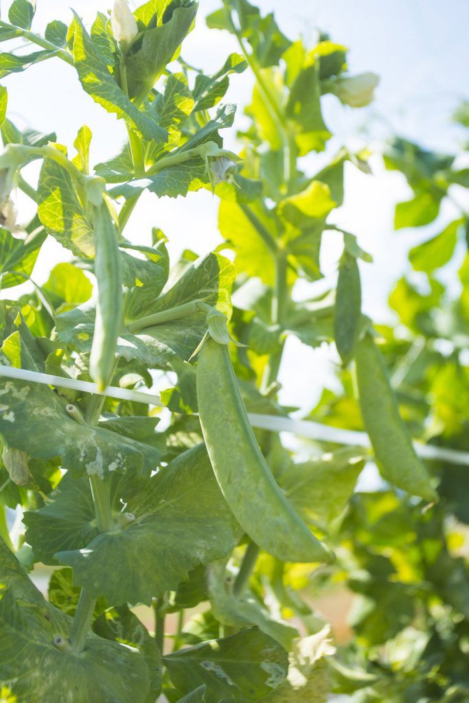 スナップエンドウ