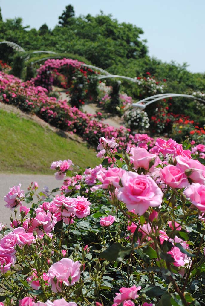 かのやバラ園