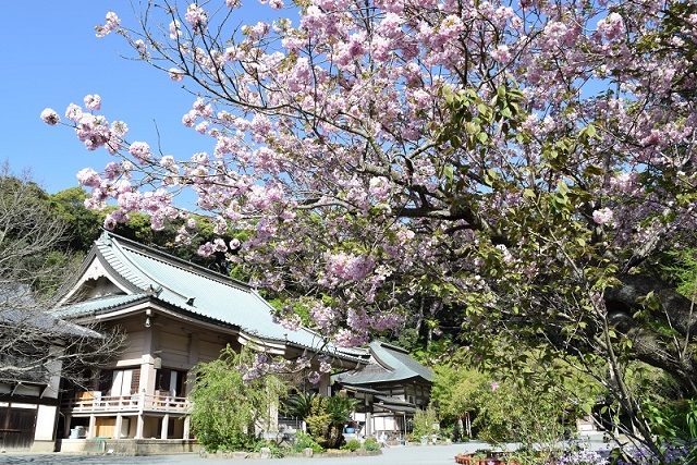 宗像市鎮国寺　桜