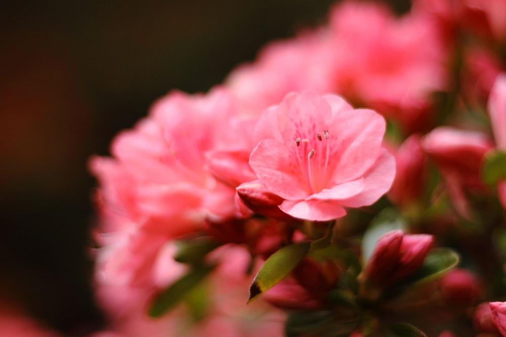 つつじイメージ