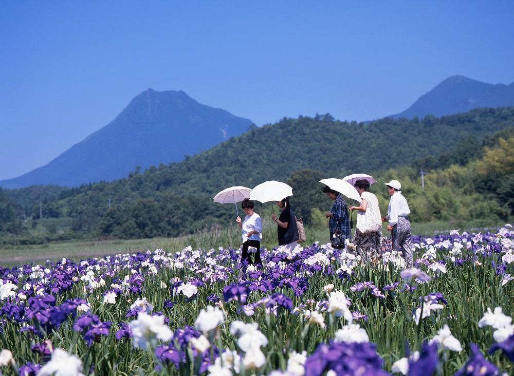 神楽女湖しょうぶ園