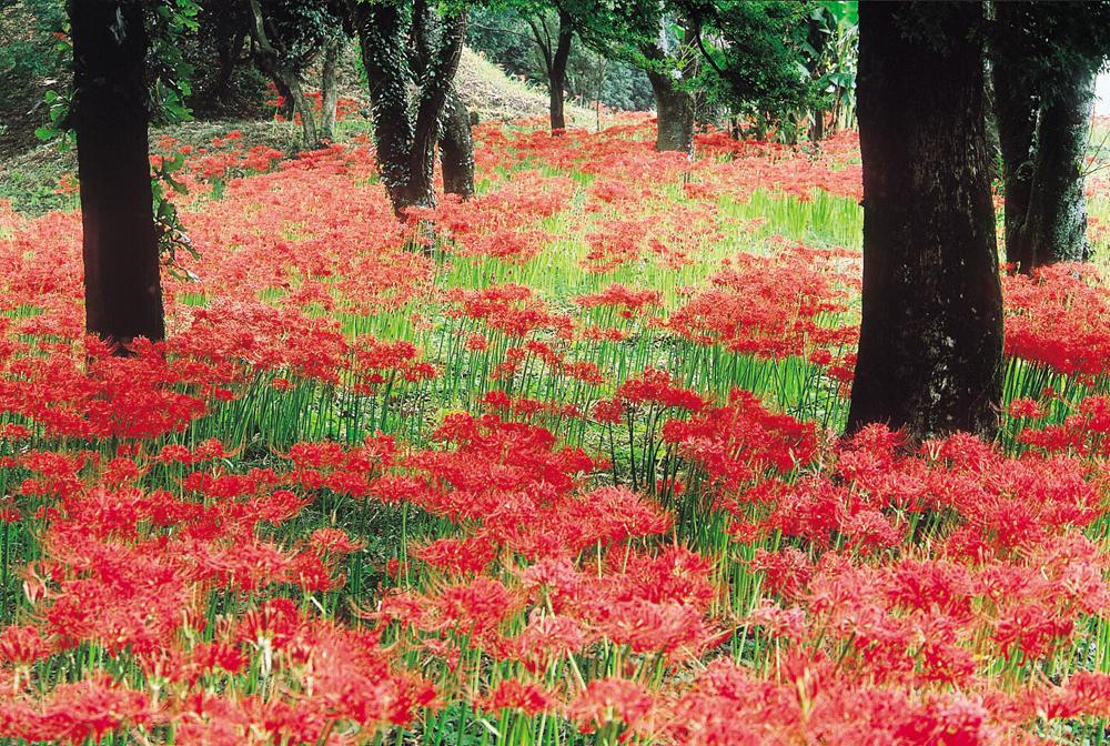 七ツ森古墳群の彼岸花