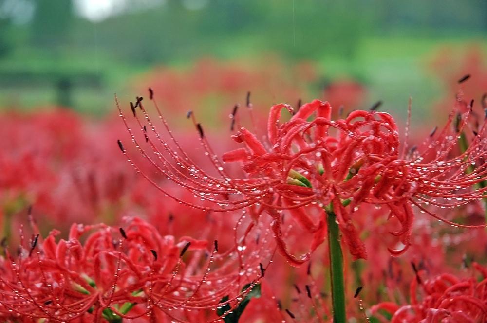 七ツ森古墳群の彼岸花