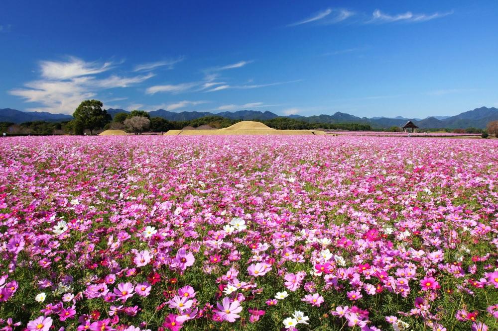 西都原古墳群とコスモス