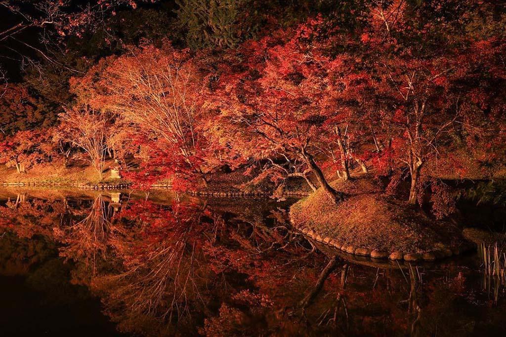 用作公園の紅葉　夜