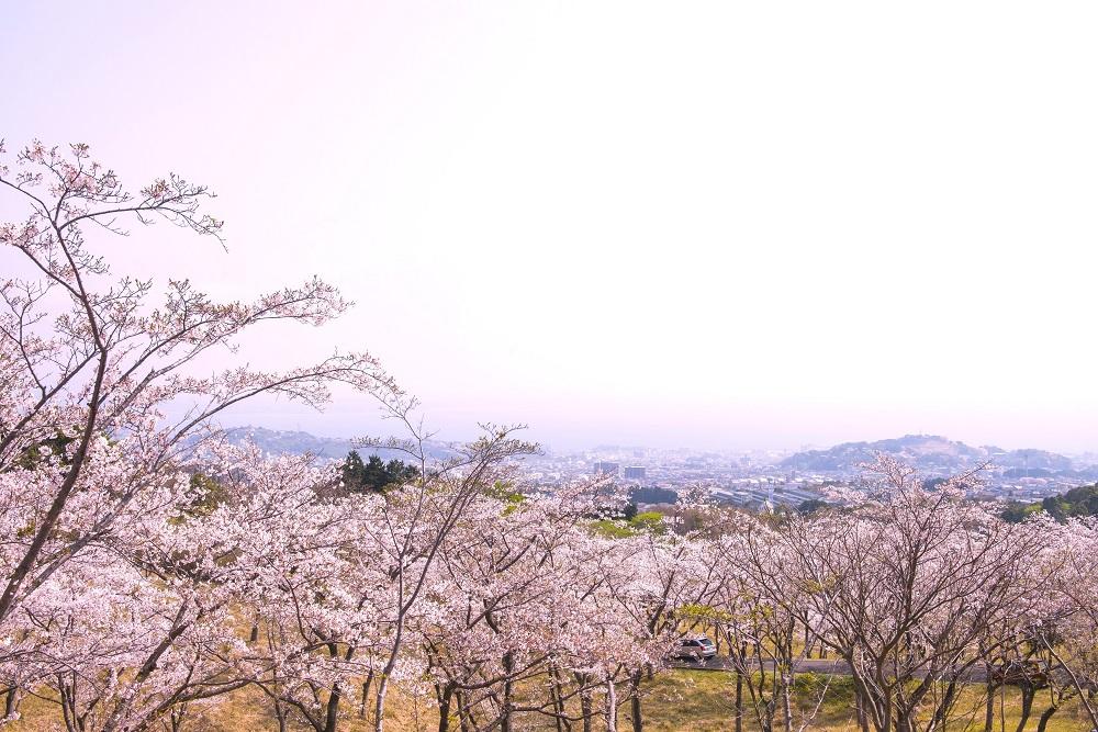 扇山さくらの園