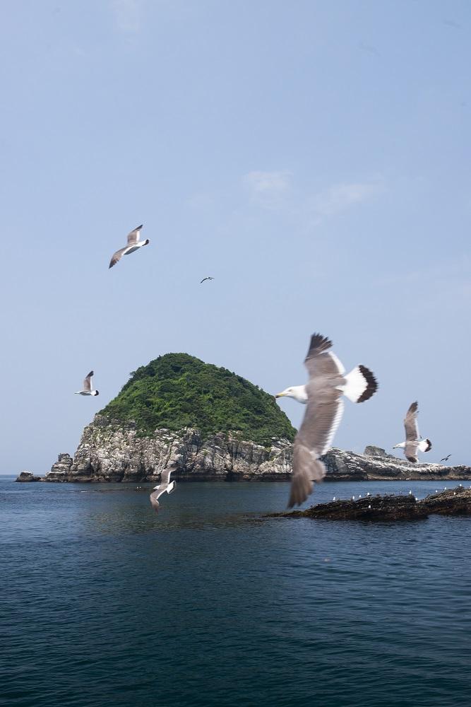 高島のウミネコ