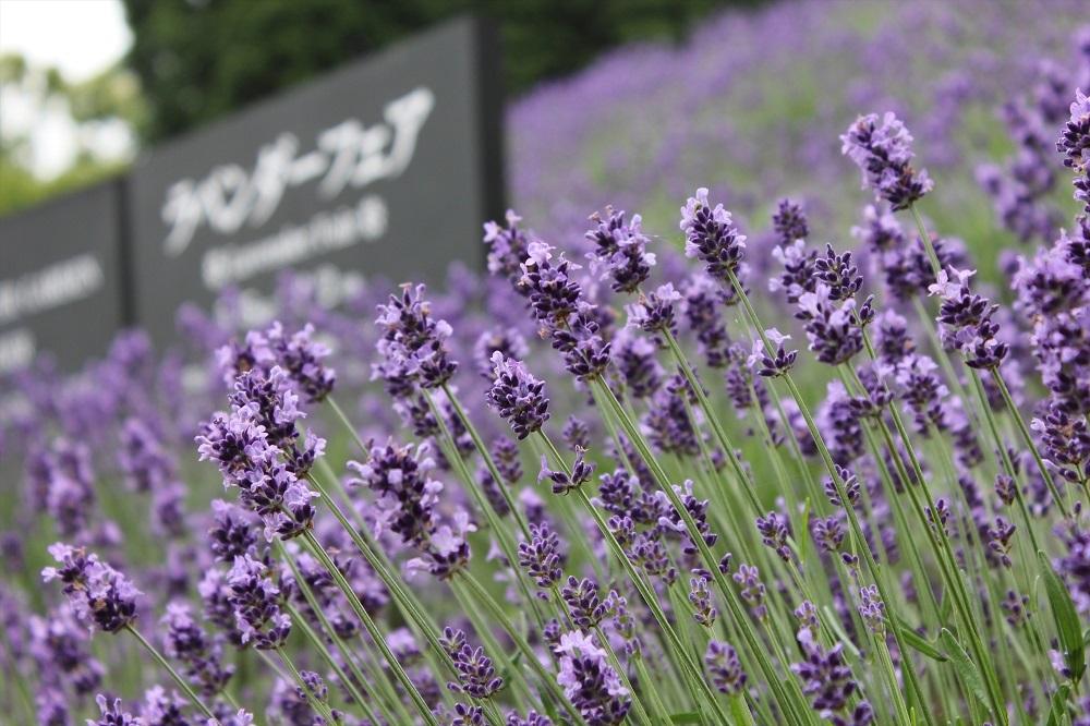 チャイナオンザパーク　ラベンダー