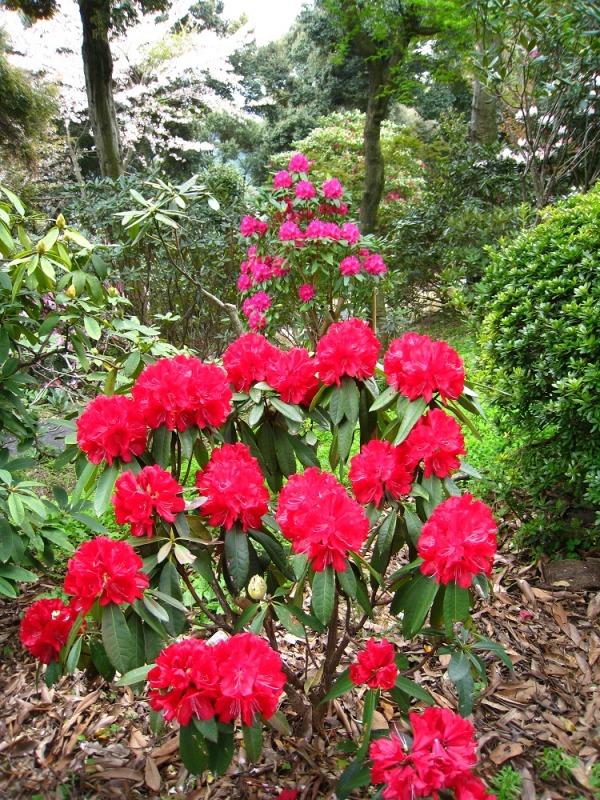 裏見の滝自然花苑　しゃくなげ