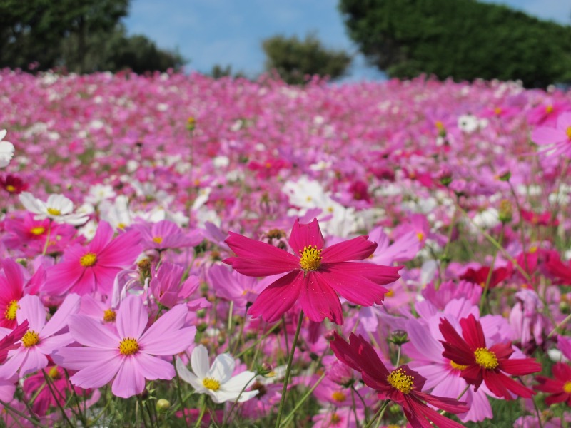大又農園　コスモス