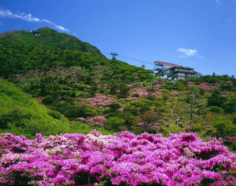 雲仙　仁田峠　ミヤマキリシマ