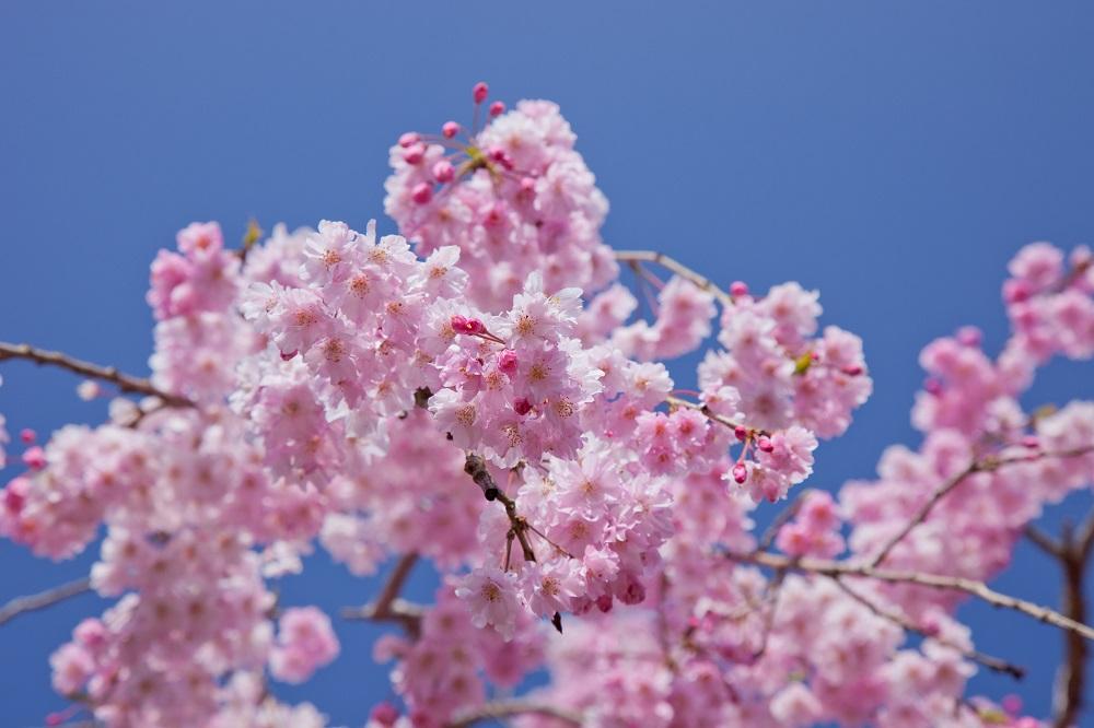 桜イメージ