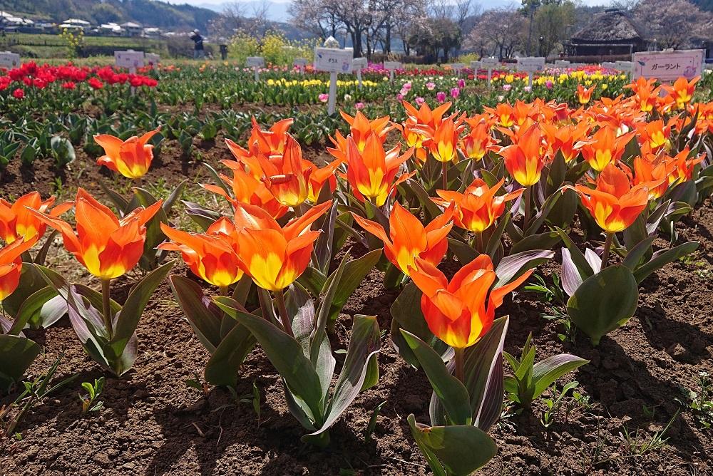 道の駅原尻　チューリップ