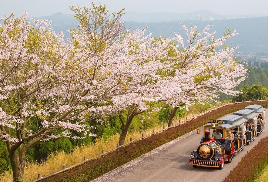 道の駅霧島　桜