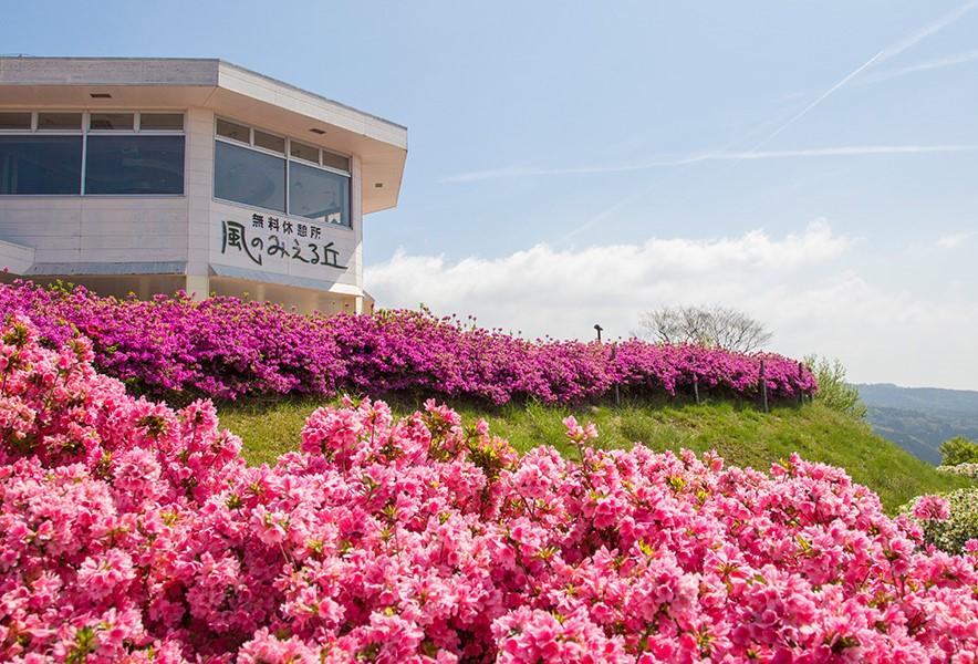 道の駅霧島　つつじ
