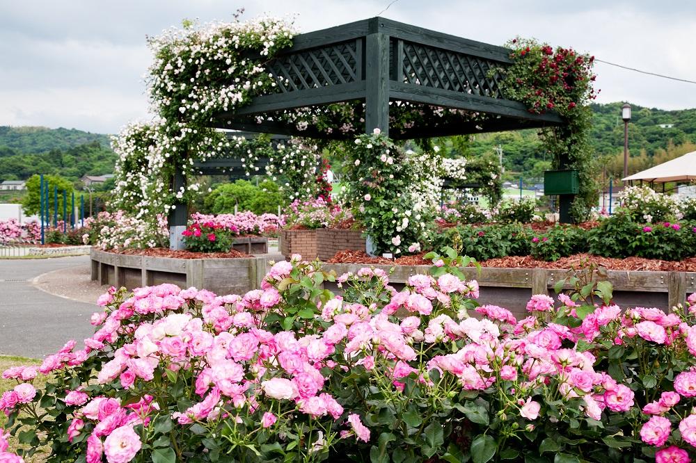 エコパーク水俣バラ園