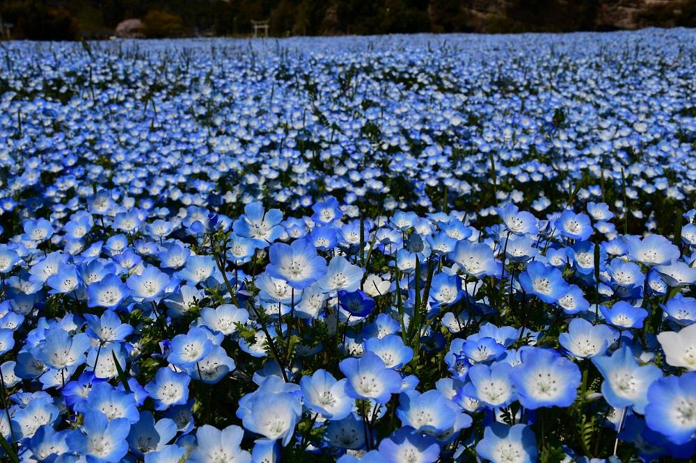 耶馬渓のネモフィラ