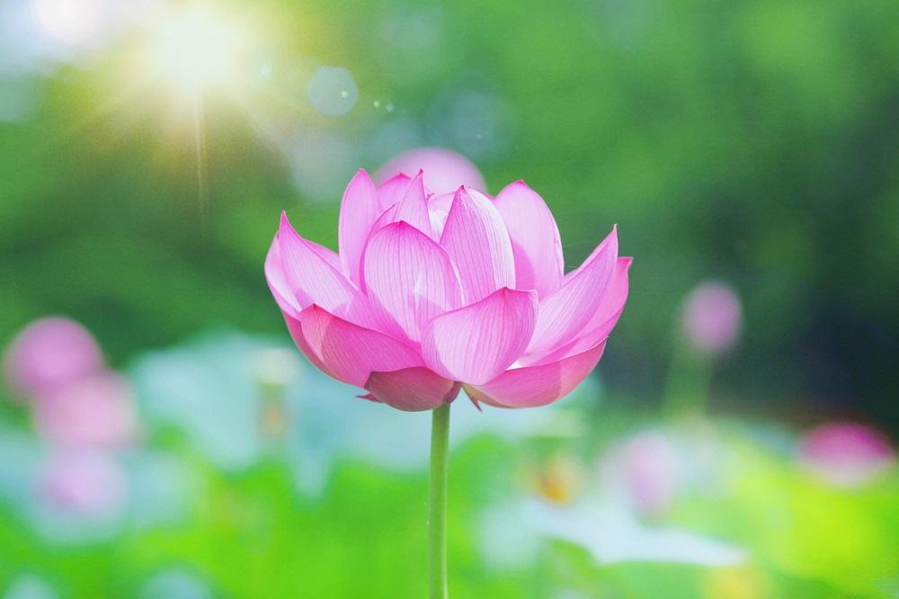 古代ハス園 イメージ