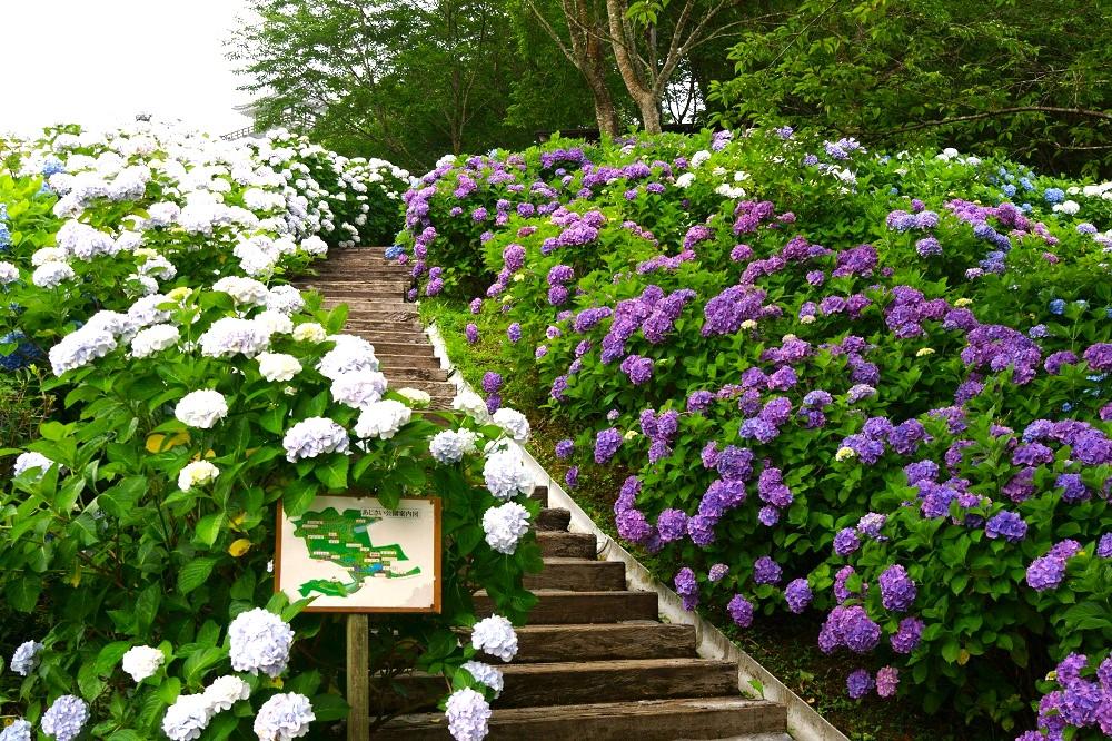 山之口あじさい公園