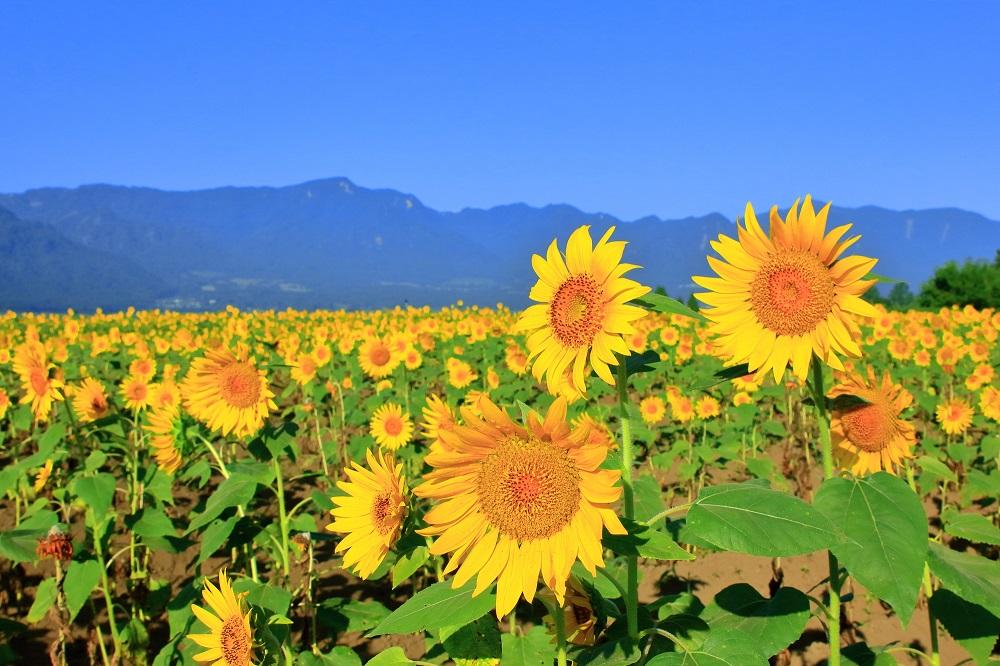 一心行のひまわり