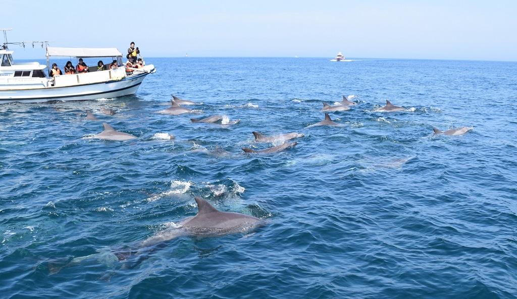 天草市　イルカウォッチング