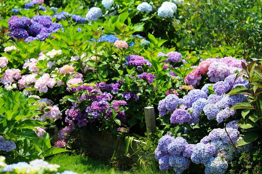 たまなフラワーパーク1(玉名市)