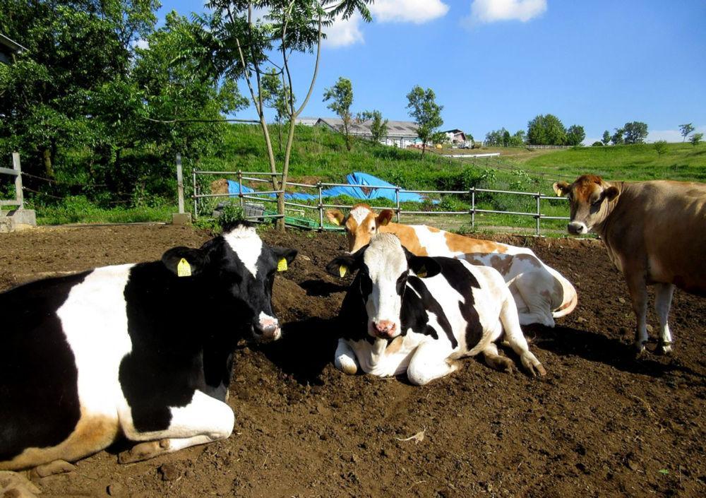 らくのうマザーズ阿蘇ミルク牧場(西原村)