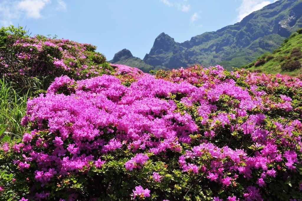 仙酔峡ミヤマキリシマ