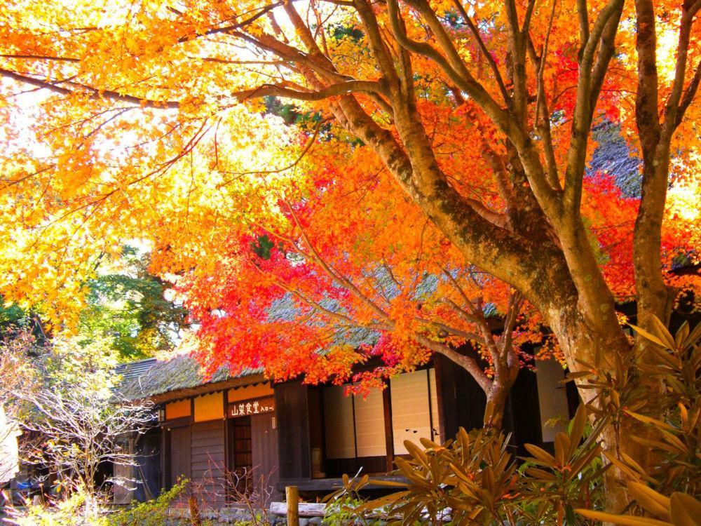 平家の里(八代市泉町)