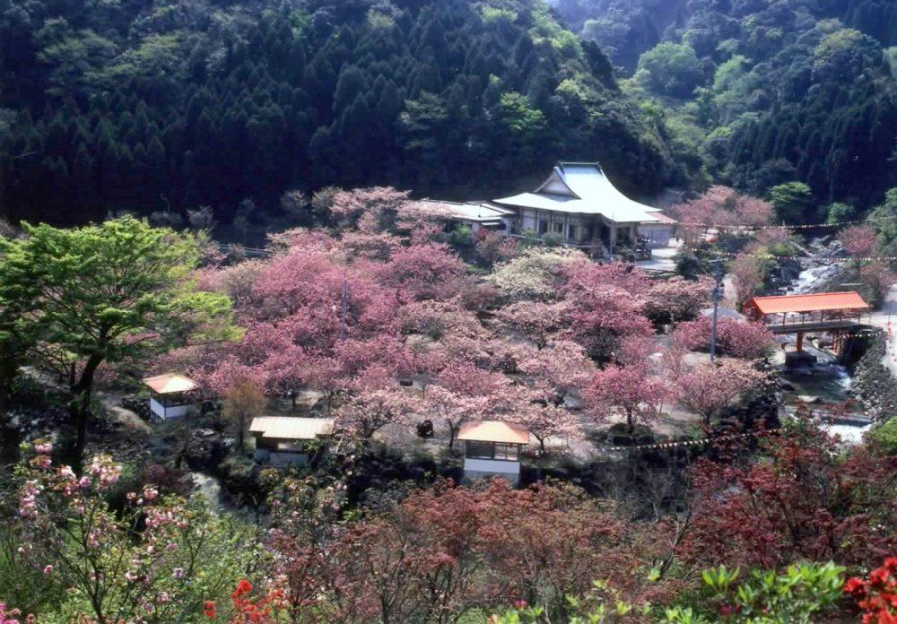 一心寺の八重桜