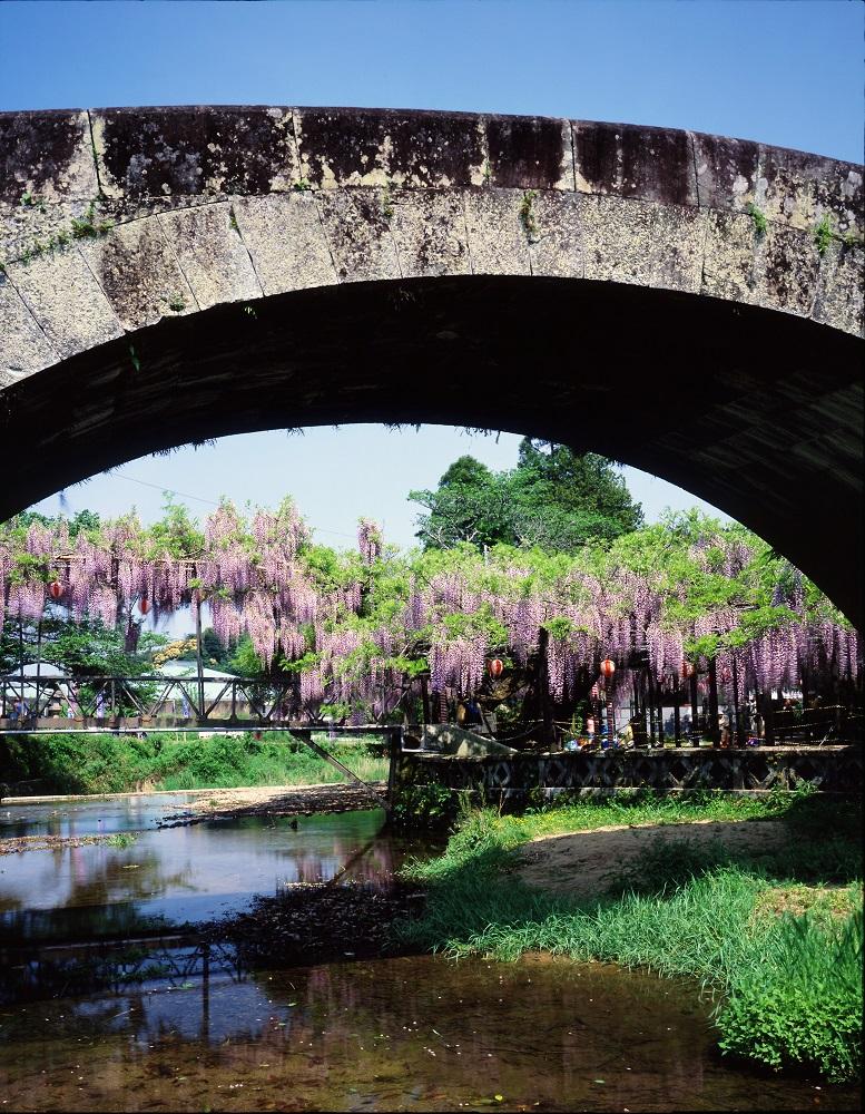 西寒多神社の藤